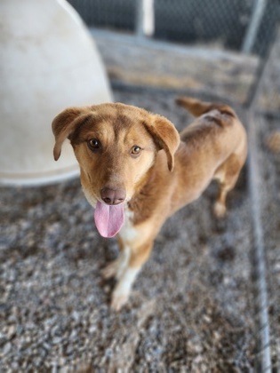 Ruby, an adoptable Cattle Dog, Mixed Breed in Riverton, WY, 82501 | Photo Image 1