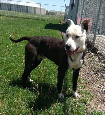 Gary, an adoptable Pit Bull Terrier, Mixed Breed in Riverton, WY, 82501 | Photo Image 1