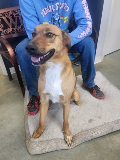 Rose, an adoptable German Shepherd Dog, Mixed Breed in Riverton, WY, 82501 | Photo Image 1