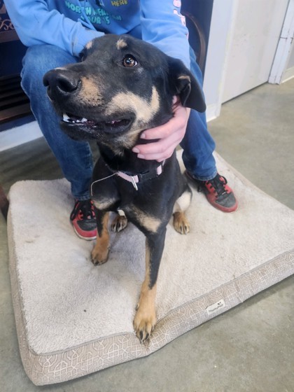 Eve, an adoptable Australian Shepherd, Mixed Breed in Riverton, WY, 82501 | Photo Image 1