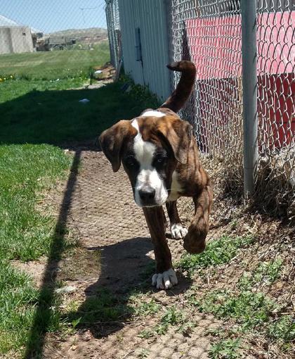 Brutus, an adoptable Boxer, Mastiff in Riverton, WY, 82501 | Photo Image 1