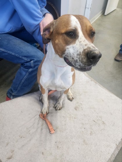 Penny, an adoptable Pit Bull Terrier, Hound in Riverton, WY, 82501 | Photo Image 2