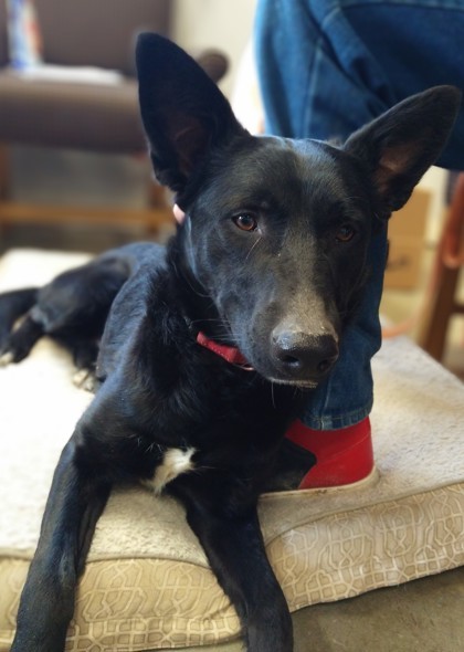 Axle, an adoptable Belgian Shepherd / Malinois, Shepherd in Riverton, WY, 82501 | Photo Image 1