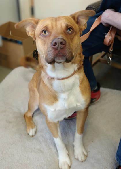 Deuce, an adoptable Pit Bull Terrier, Mixed Breed in Riverton, WY, 82501 | Photo Image 1