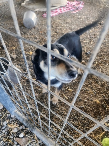 Vinnie, an adoptable German Shepherd Dog, Parson Russell Terrier in Riverton, WY, 82501 | Photo Image 1