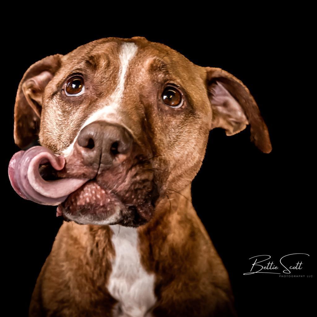 Penelope, an adoptable Labrador Retriever, Pit Bull Terrier in Baldwin, WI, 54002 | Photo Image 1