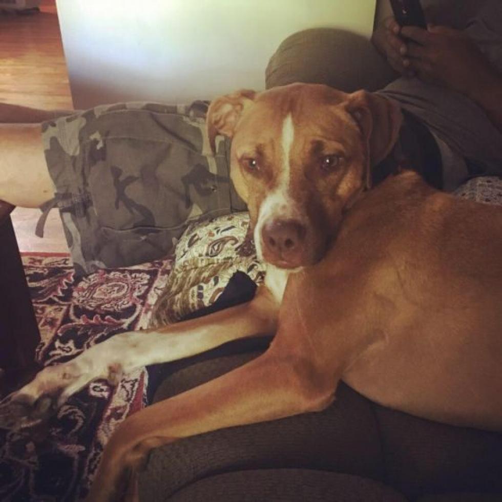 Penelope, an adoptable Labrador Retriever, Pit Bull Terrier in Baldwin, WI, 54002 | Photo Image 2