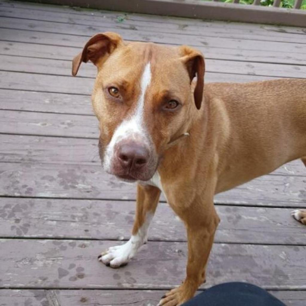Penelope, an adoptable Labrador Retriever, Pit Bull Terrier in Baldwin, WI, 54002 | Photo Image 4