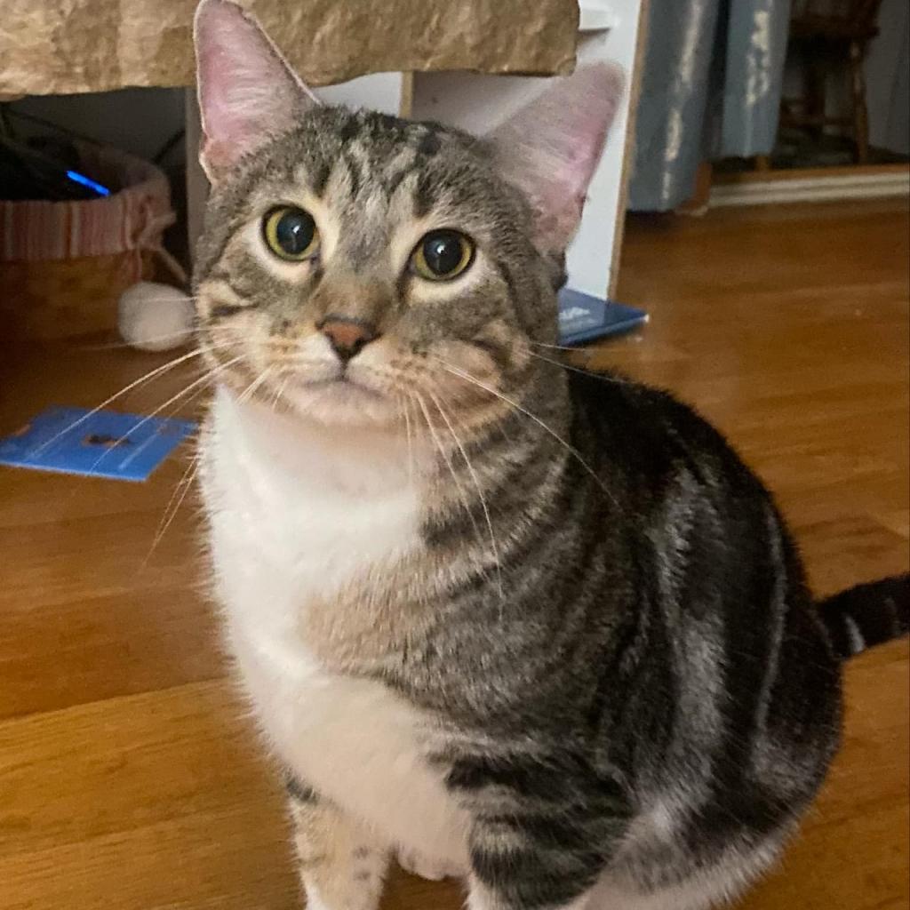 Cotton (Chip), an adoptable Domestic Short Hair in Baldwin, WI, 54002 | Photo Image 2