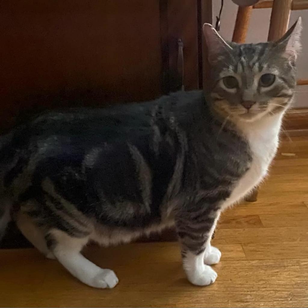 Cotton (Chip), an adoptable Domestic Short Hair in Baldwin, WI, 54002 | Photo Image 3