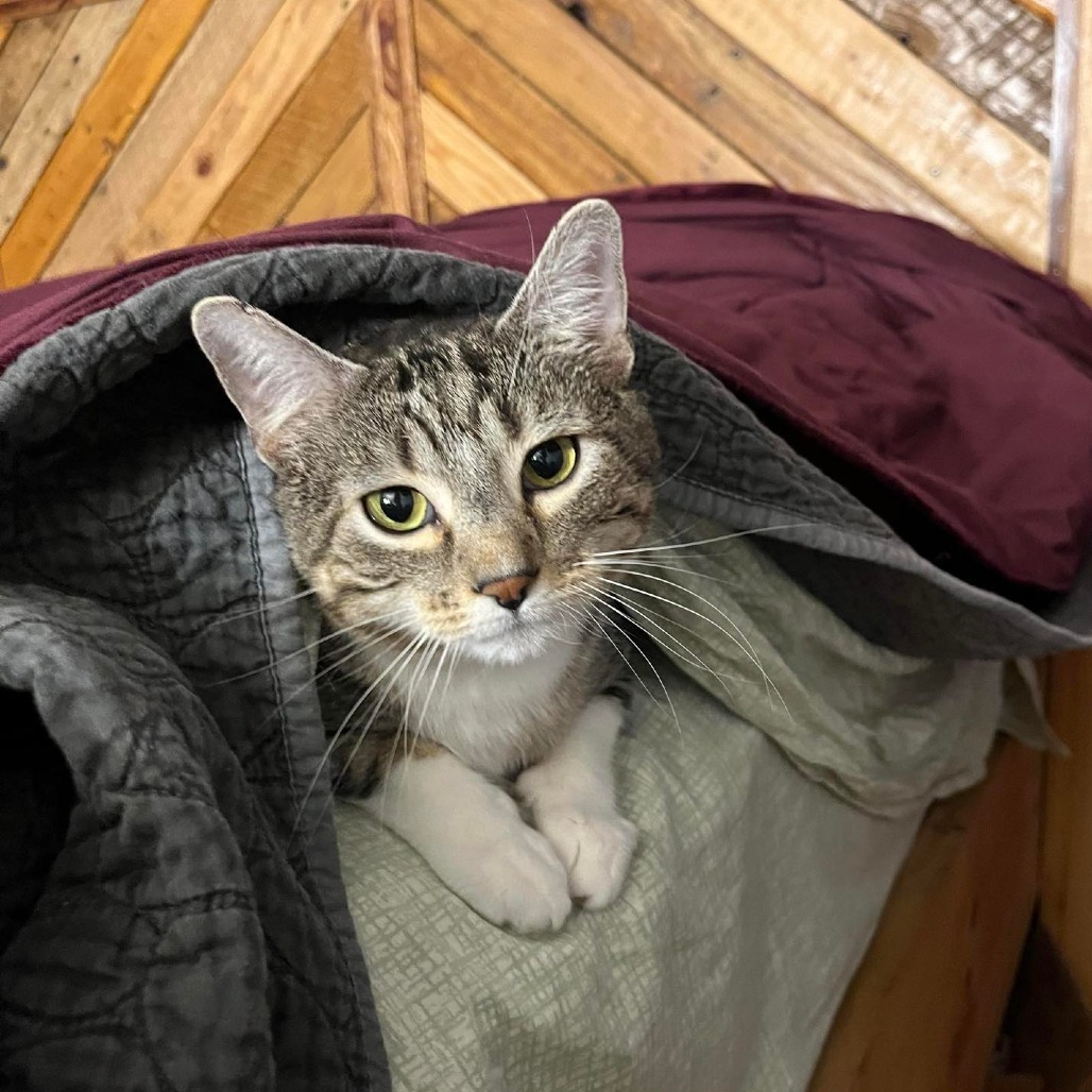 Cotton (Chip), an adoptable Domestic Short Hair in Baldwin, WI, 54002 | Photo Image 4