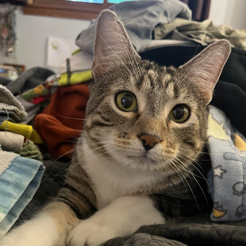 Cotton (Chip), an adoptable Domestic Short Hair in Baldwin, WI, 54002 | Photo Image 5