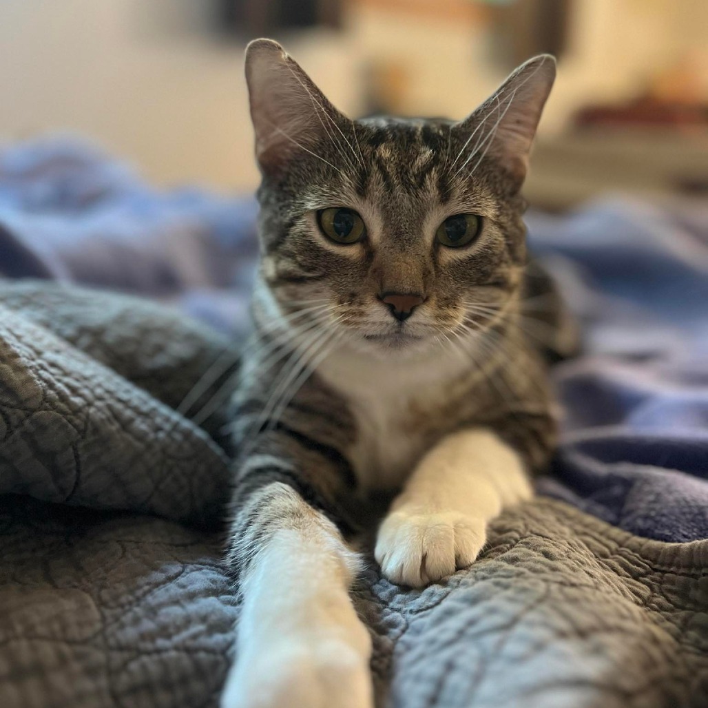 Cotton (Chip), an adoptable Domestic Short Hair in Baldwin, WI, 54002 | Photo Image 6