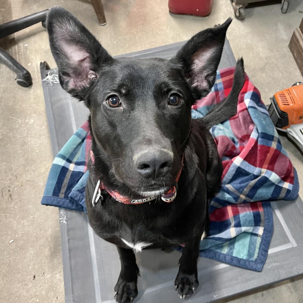 Gypsy, an adoptable German Shepherd Dog, Mixed Breed in Baldwin, WI, 54002 | Photo Image 1