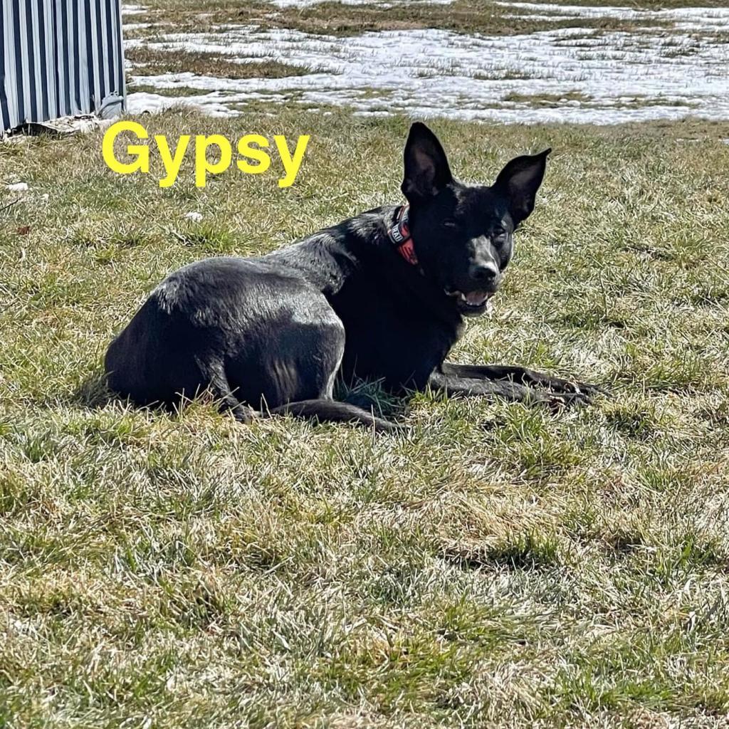 Gypsy, an adoptable German Shepherd Dog, Mixed Breed in Baldwin, WI, 54002 | Photo Image 2