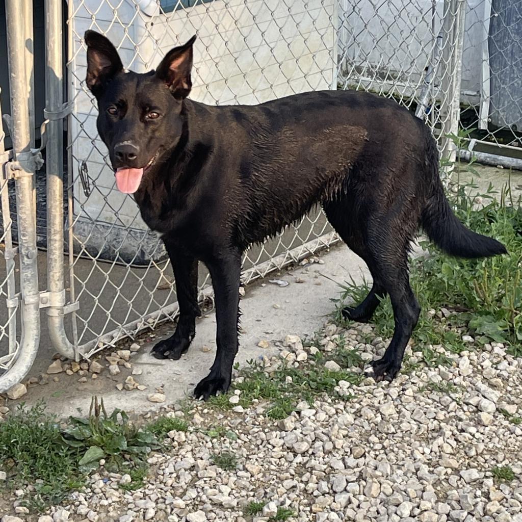 Gypsy, an adoptable German Shepherd Dog, Mixed Breed in Baldwin, WI, 54002 | Photo Image 3