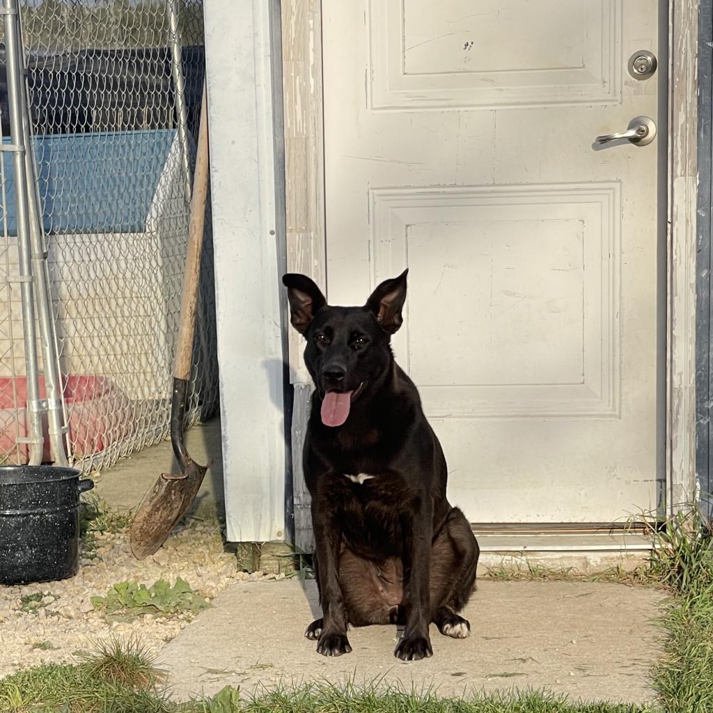 Gypsy, an adoptable German Shepherd Dog, Mixed Breed in Baldwin, WI, 54002 | Photo Image 4
