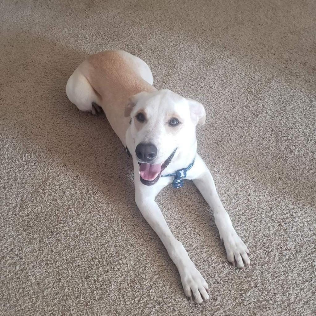 Mario, an adoptable Labrador Retriever, Mixed Breed in Baldwin, WI, 54002 | Photo Image 1