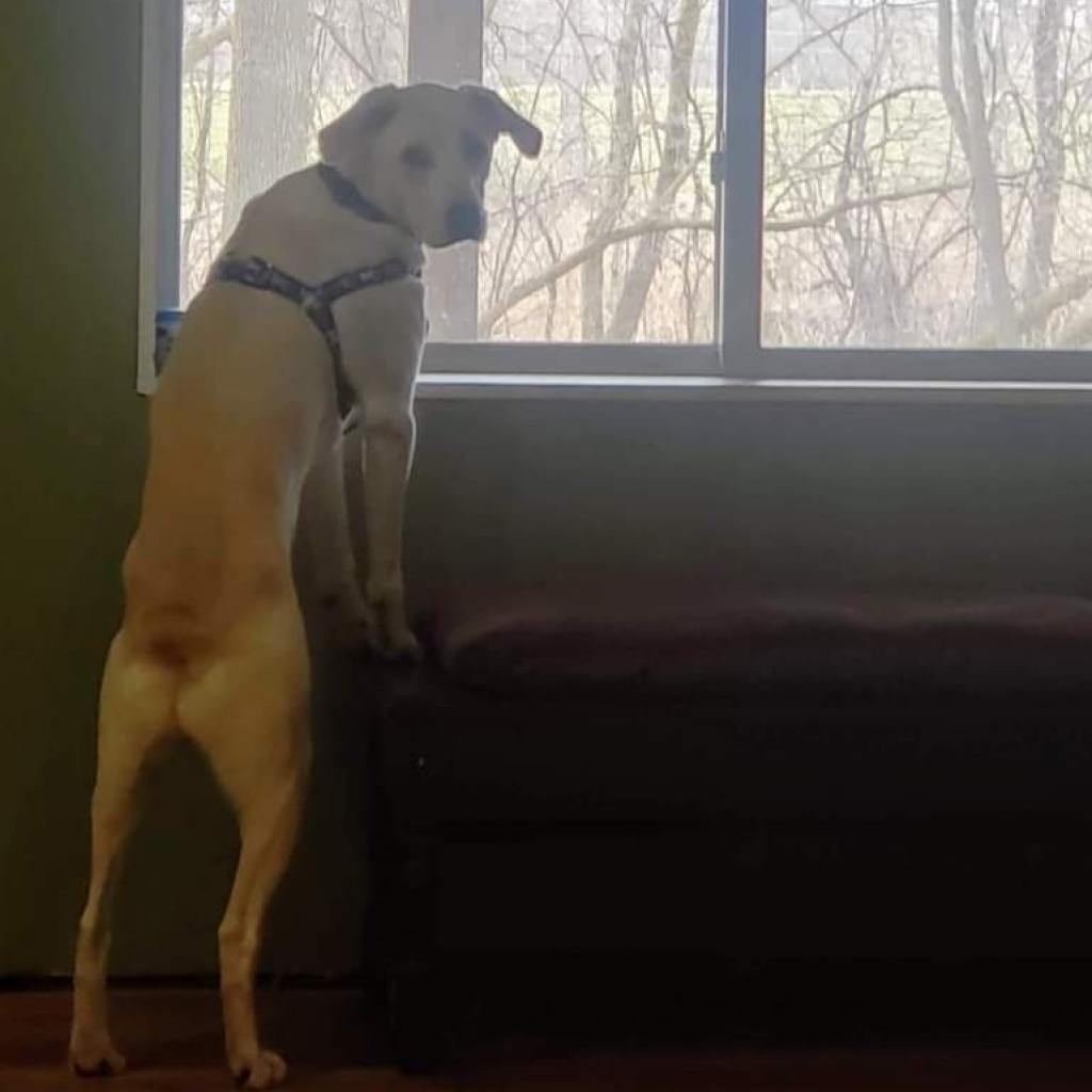 Mario, an adoptable Labrador Retriever, Mixed Breed in Baldwin, WI, 54002 | Photo Image 3