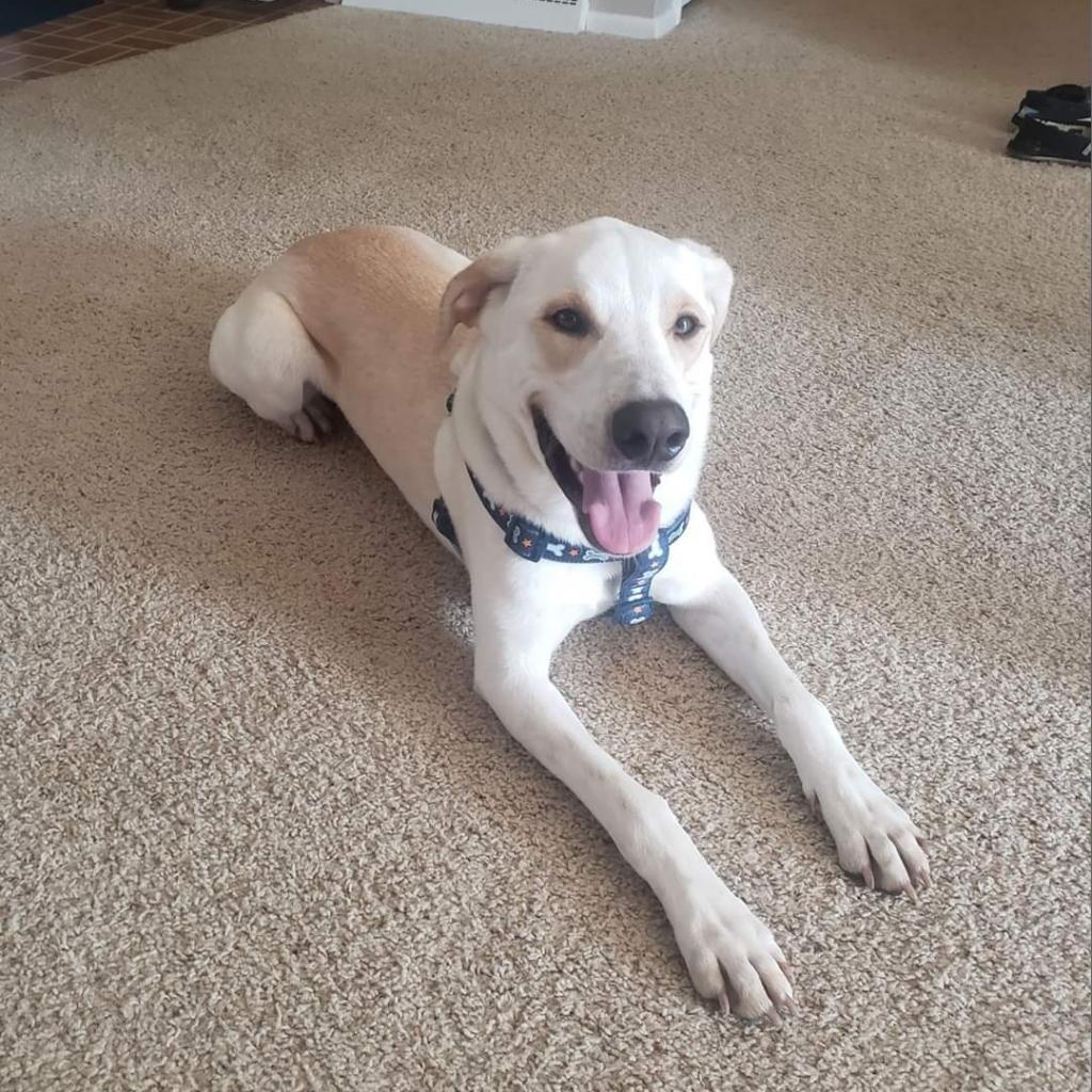 Mario, an adoptable Labrador Retriever, Mixed Breed in Baldwin, WI, 54002 | Photo Image 5