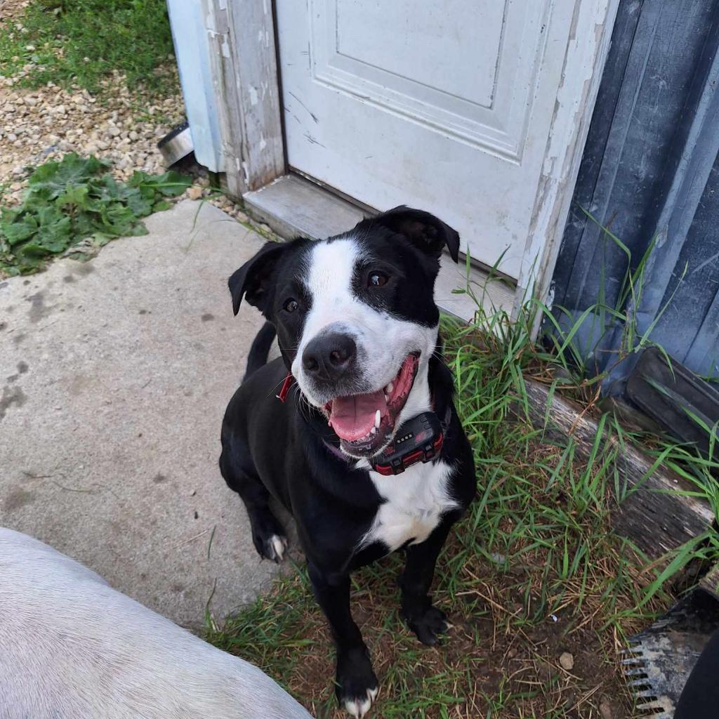 Gemma, an adoptable Pit Bull Terrier in Baldwin, WI, 54002 | Photo Image 1