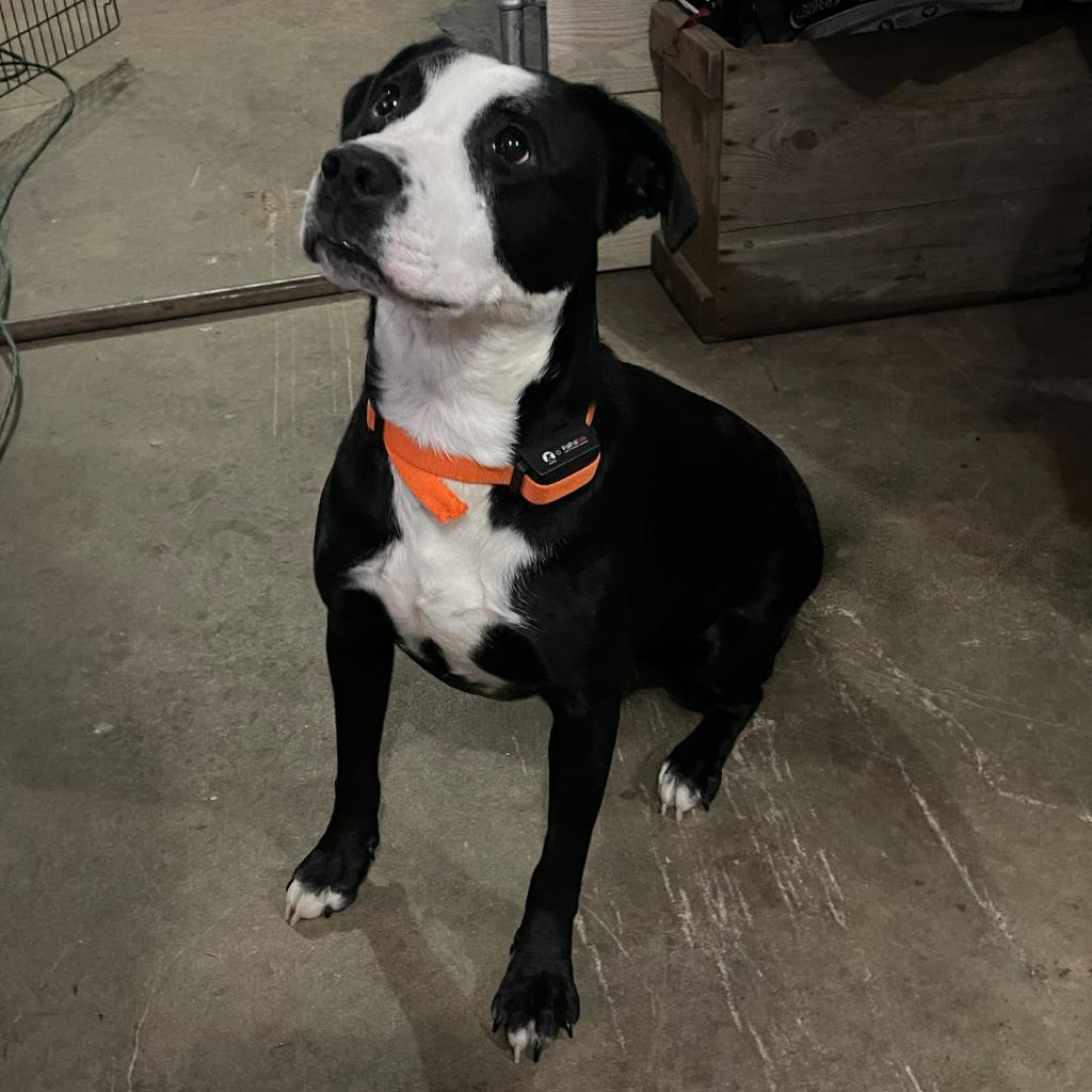 Gemma, an adoptable Pit Bull Terrier in Baldwin, WI, 54002 | Photo Image 2