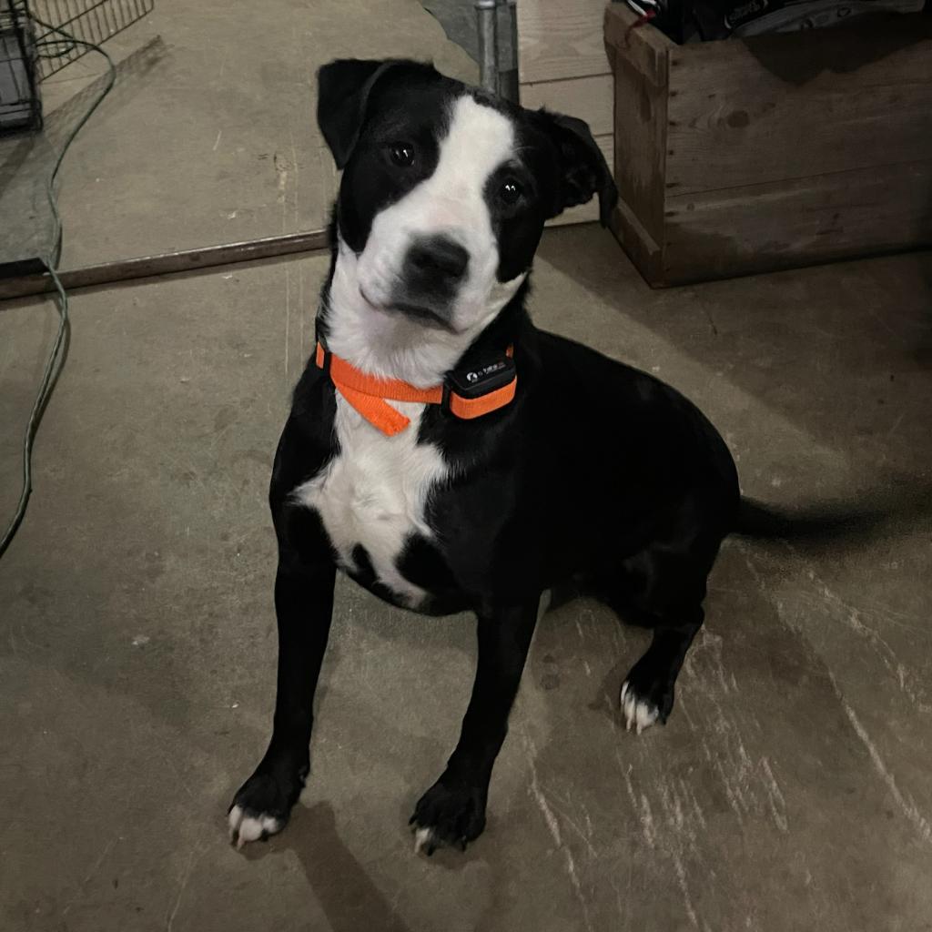 Gemma, an adoptable Pit Bull Terrier in Baldwin, WI, 54002 | Photo Image 3