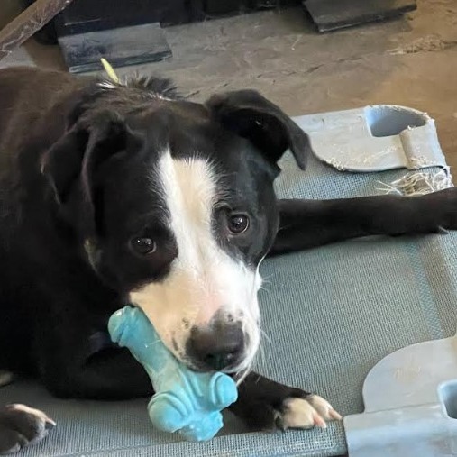 Gemma, an adoptable Pit Bull Terrier in Baldwin, WI, 54002 | Photo Image 4