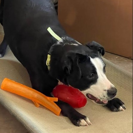 Gemma, an adoptable Pit Bull Terrier in Baldwin, WI, 54002 | Photo Image 5