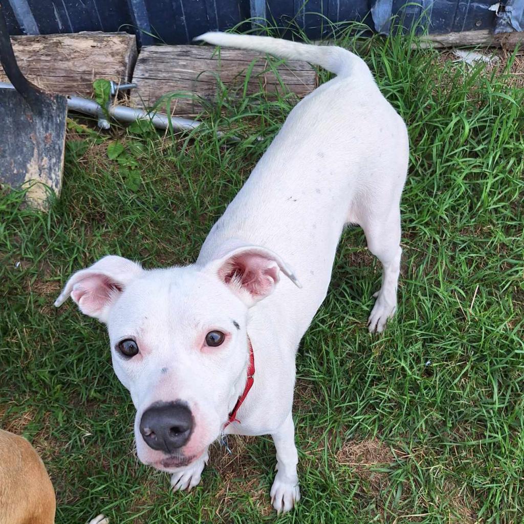 Reina aka Roxy, an adoptable Mixed Breed in Baldwin, WI, 54002 | Photo Image 1