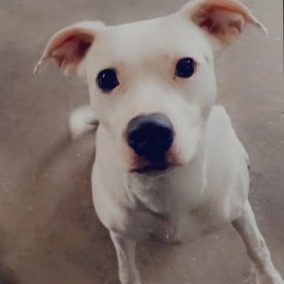 Reina aka Roxy, an adoptable Mixed Breed in Baldwin, WI, 54002 | Photo Image 3