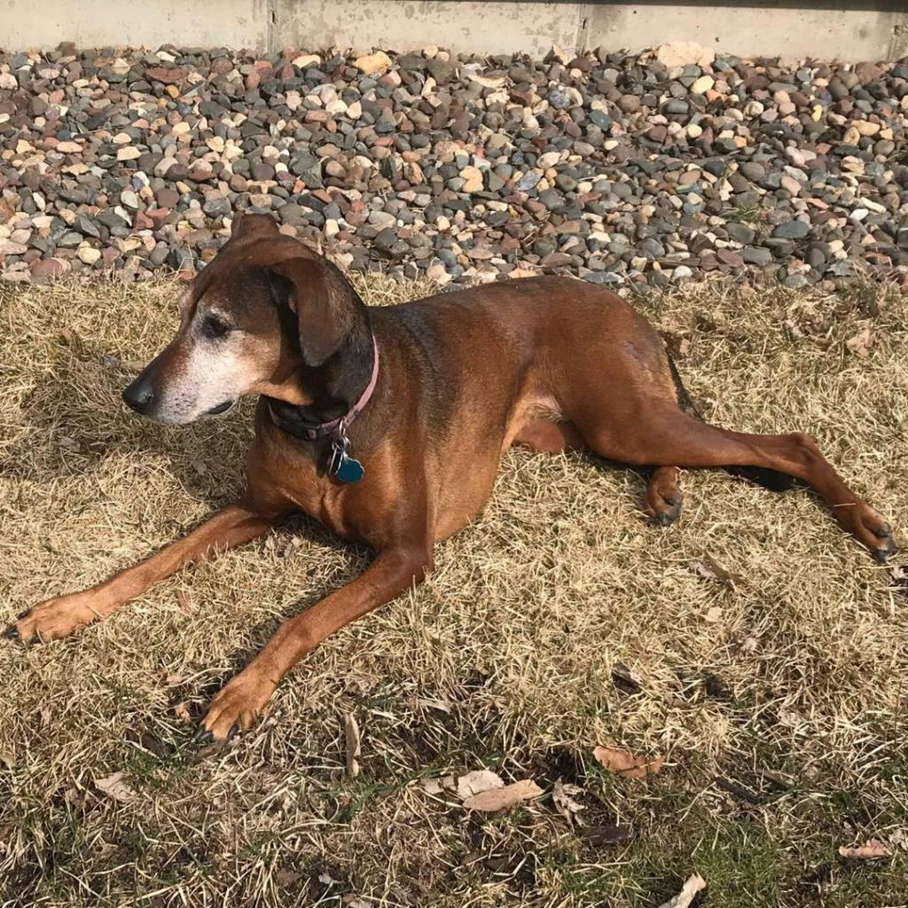 Rosie, an adoptable Vizsla in Baldwin, WI, 54002 | Photo Image 1