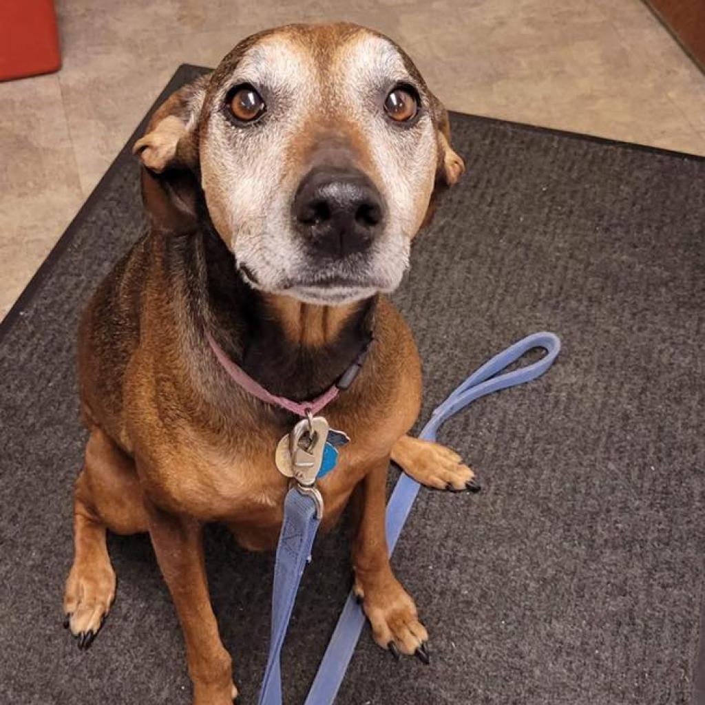 Rosie, an adoptable Vizsla in Baldwin, WI, 54002 | Photo Image 5