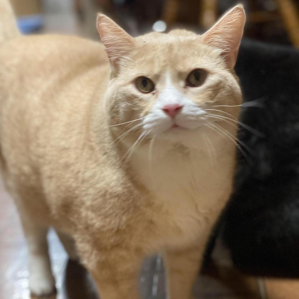 Darwin, an adoptable Domestic Short Hair in Baldwin, WI, 54002 | Photo Image 2