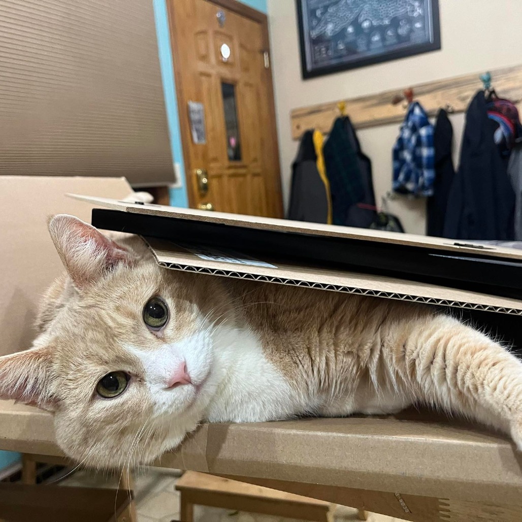 Darwin, an adoptable Domestic Short Hair in Baldwin, WI, 54002 | Photo Image 3
