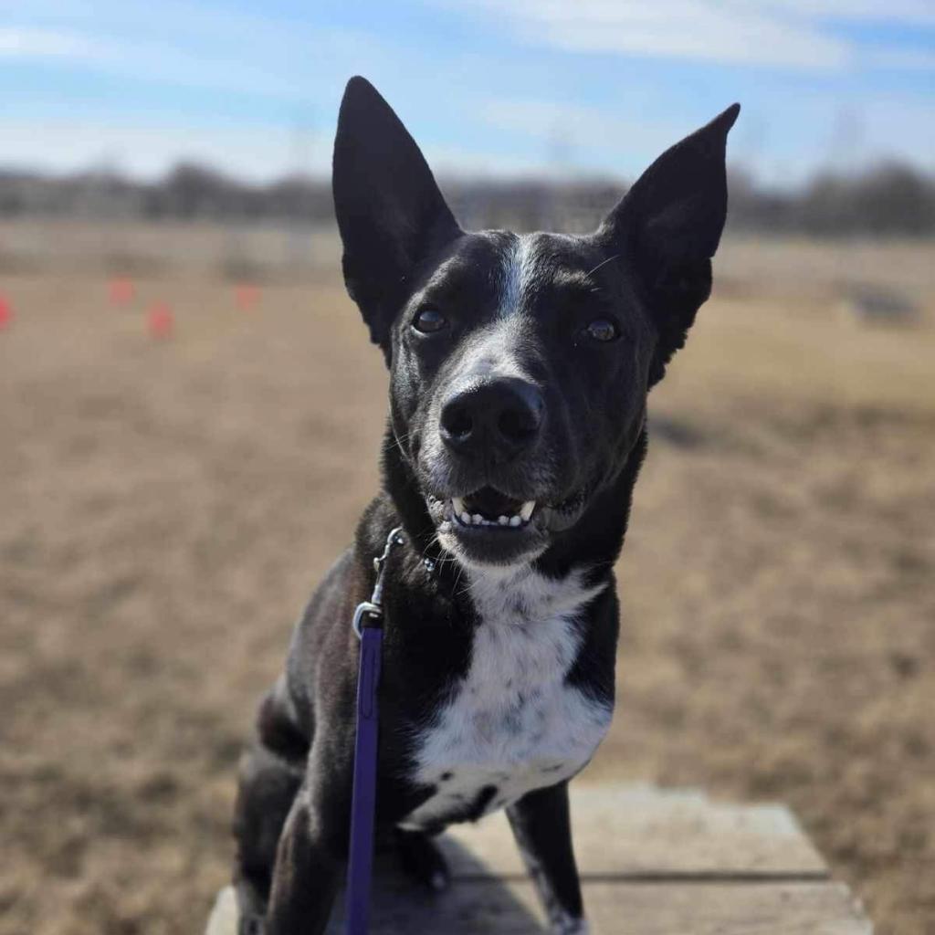 Wally, an adoptable Cattle Dog, Mixed Breed in Baldwin, WI, 54002 | Photo Image 1