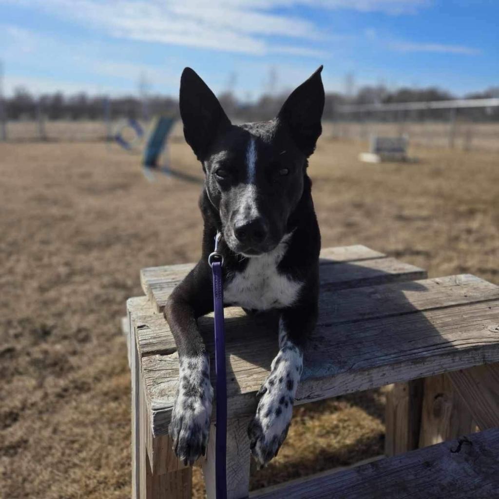 Wally, an adoptable Cattle Dog, Mixed Breed in Baldwin, WI, 54002 | Photo Image 2