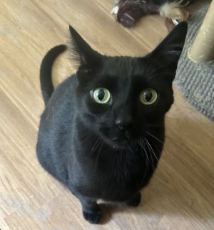 Felix, Adult Male American Shorthair