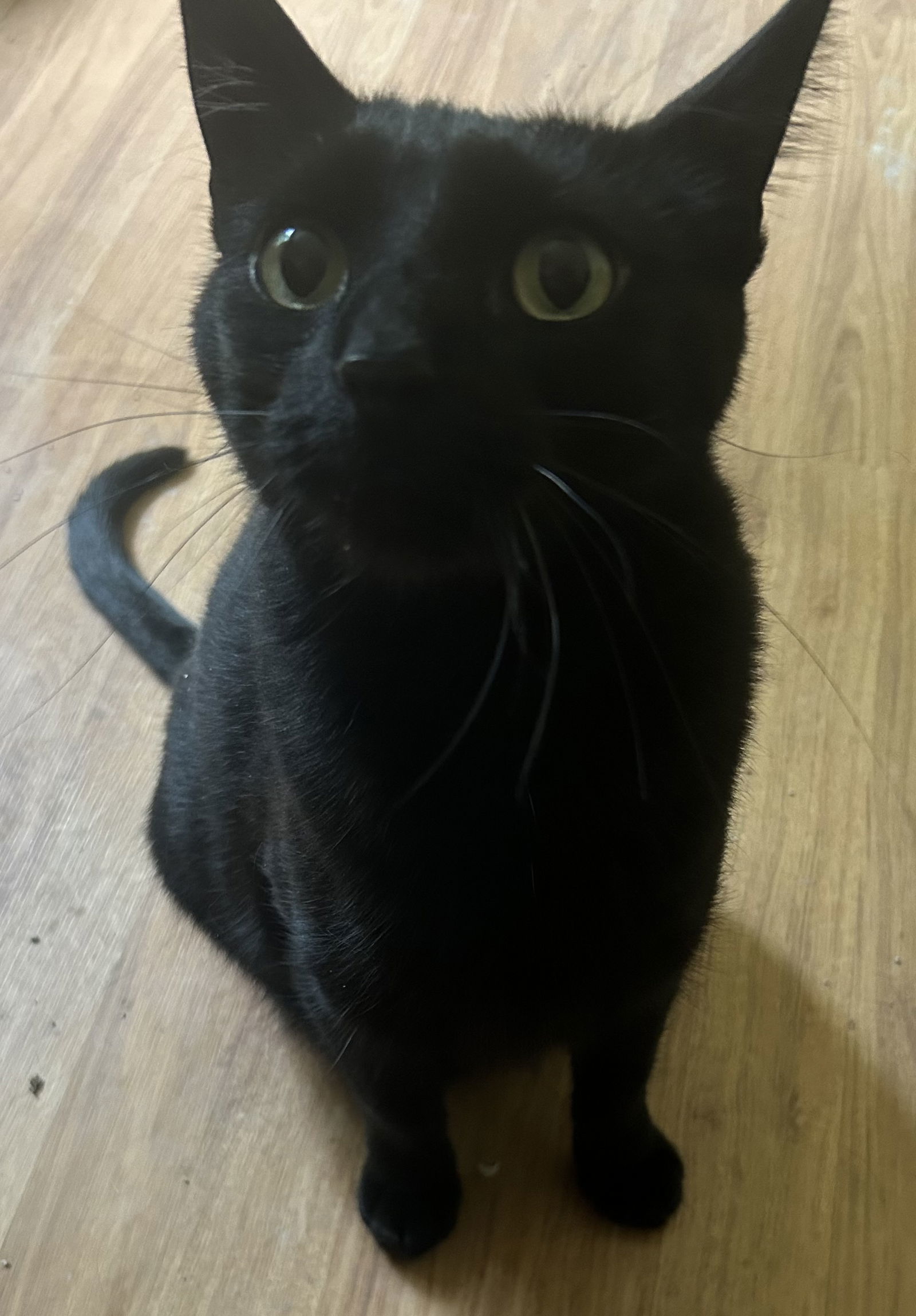 Felix