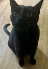 Felix photo 2