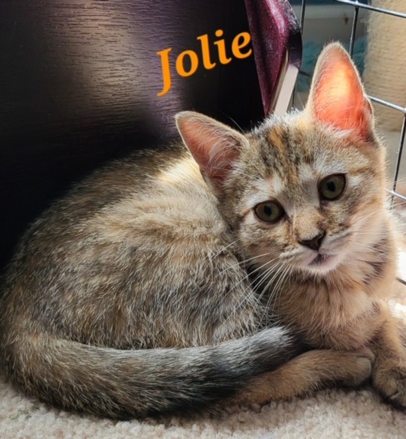 JOLIE Kitten