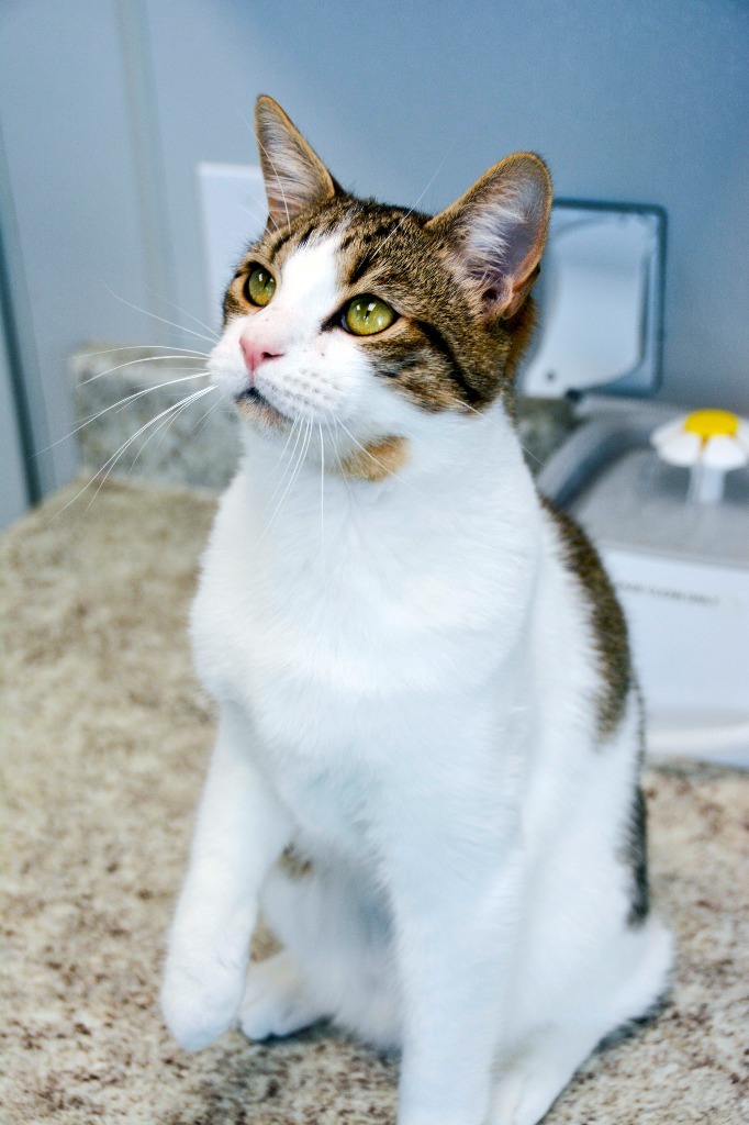 ATLAS, an adoptable Domestic Short Hair in New Bern, NC, 28563 | Photo Image 1