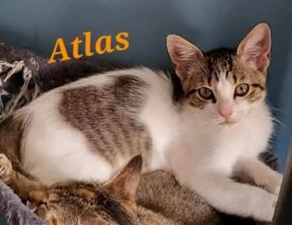 ATLAS, an adoptable Domestic Short Hair in New Bern, NC, 28563 | Photo Image 2