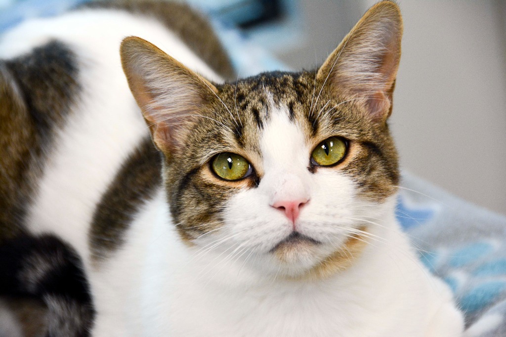 ATLAS, an adoptable Domestic Short Hair in New Bern, NC, 28563 | Photo Image 3
