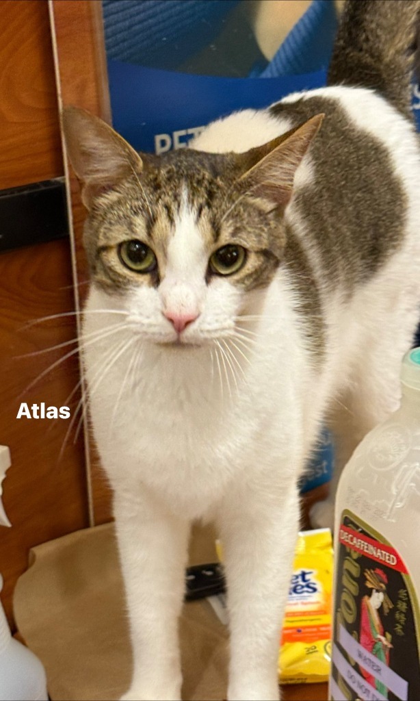 ATLAS, an adoptable Domestic Short Hair in New Bern, NC, 28563 | Photo Image 4