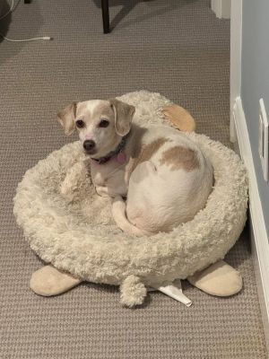 Anabelle, Young Female Dachshund