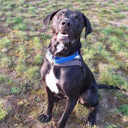 Artemis, an adoptable Mixed Breed in Gwinn, MI, 49841 | Photo Image 1