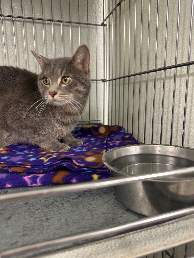 Nash, an adoptable Domestic Medium Hair in Rock Springs, WY, 82901 | Photo Image 1