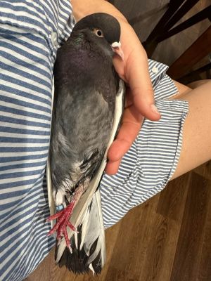 Just like Marie Kondos famous saying This one sparks Joy All pigeons spark joy of course but Jo