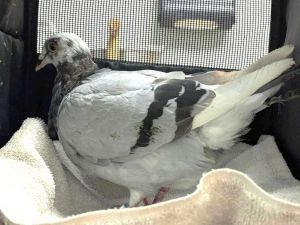 Give love a chance More like give Chance some love Chance is on his second chance at life right no